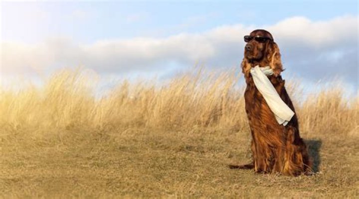 3rd Annual Hamptons Dog Show