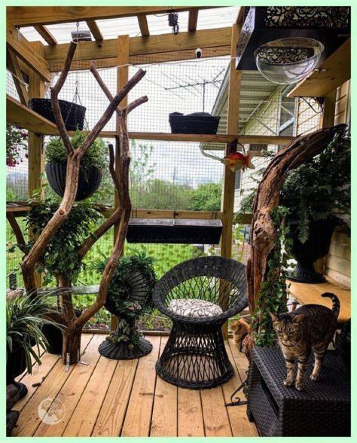A Catio is the Coolest Thing You Never Knew Your Cat Needed Apartment