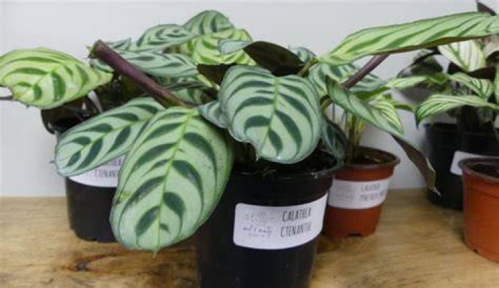 A look inside Selinsgrove's new plant paradise Business