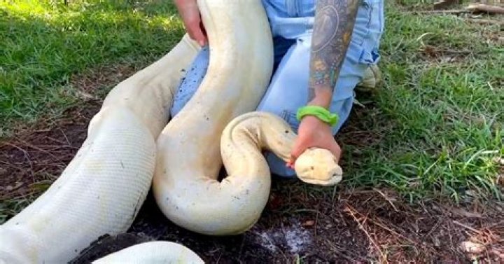 Albino Boa Constrictor Discovered in Fort Worth Goodwill Donations