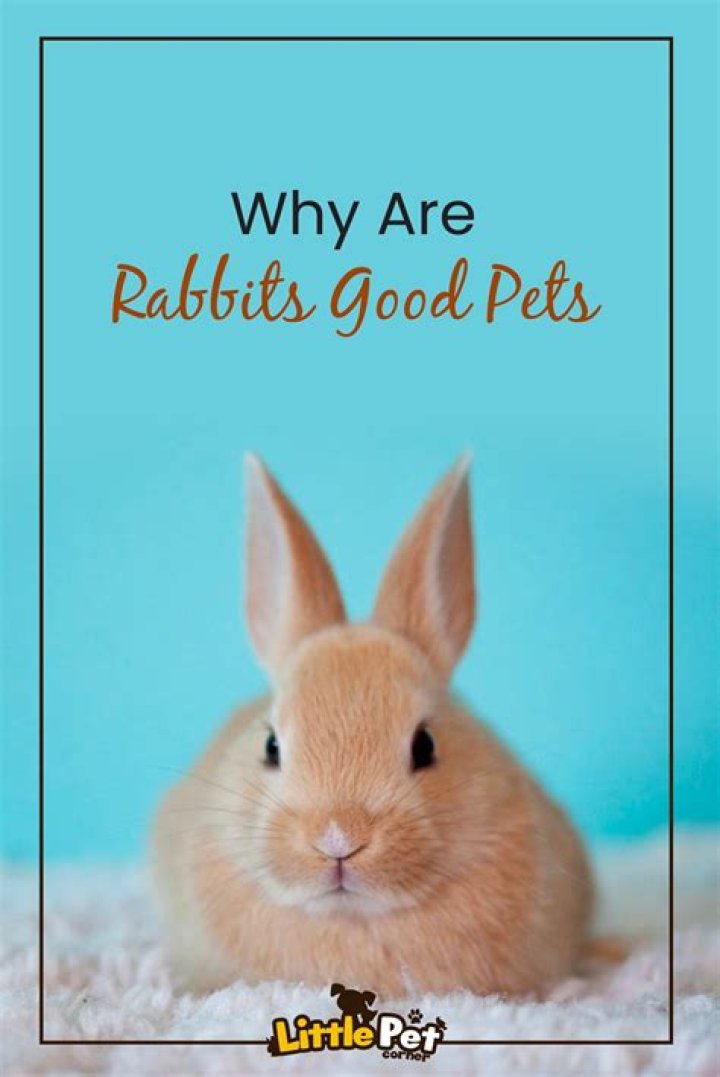 Are Rabbits Good Pets? [pet rabbits pros and cons] Amity Pets