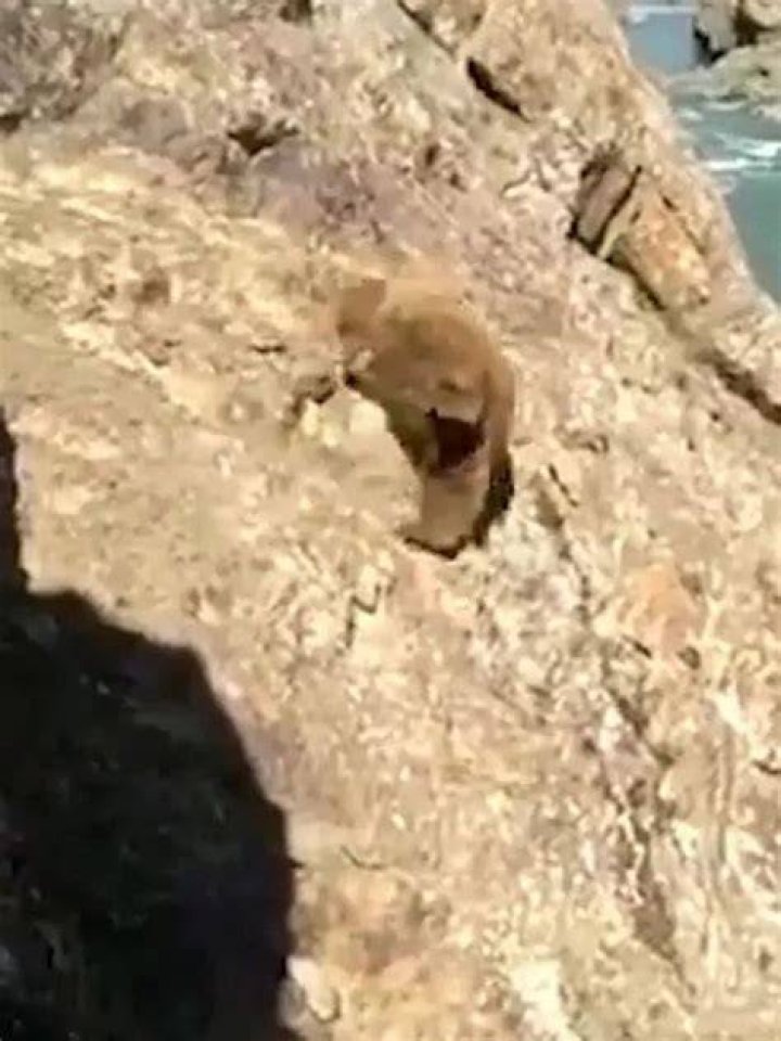 Bear falls to death from cliff after being chased and pelted with