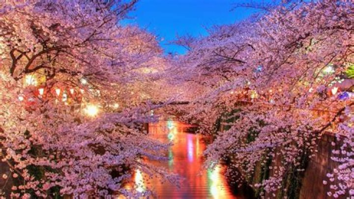 Blossom