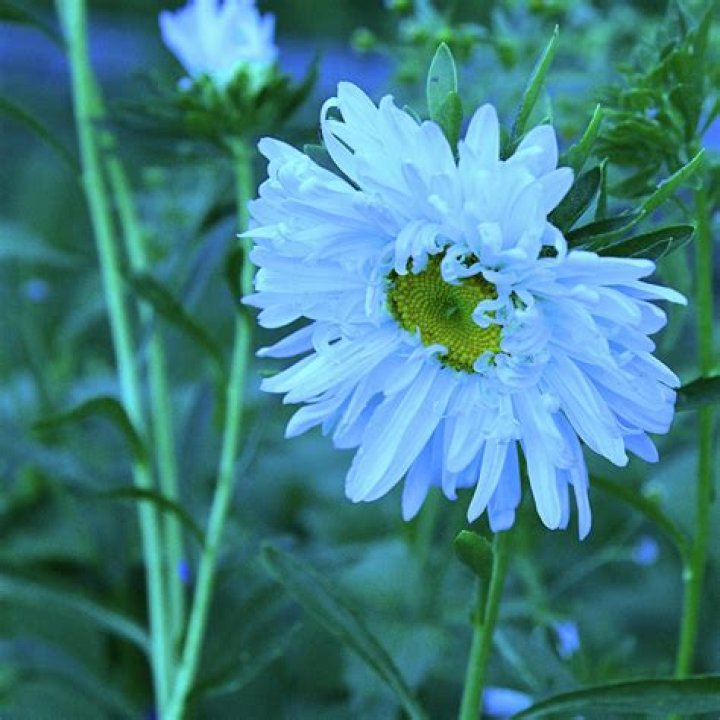 Double Daisy Bloom Photograph by Robert Tubesing Pixels