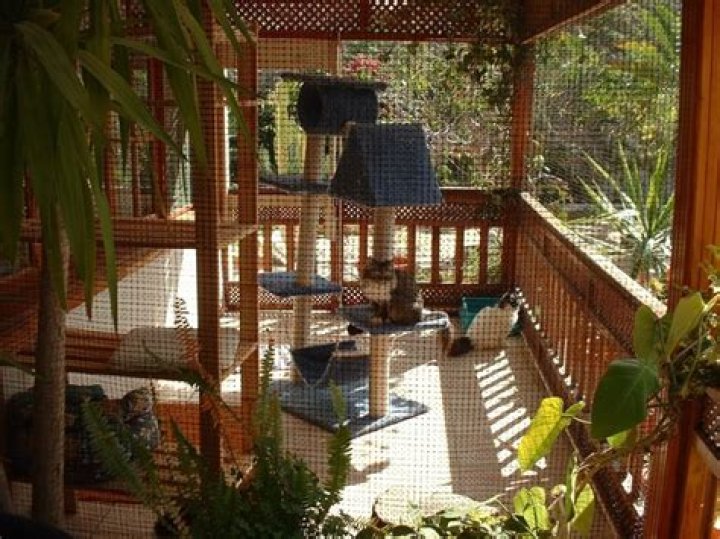 Enclosing A Deck For Cats