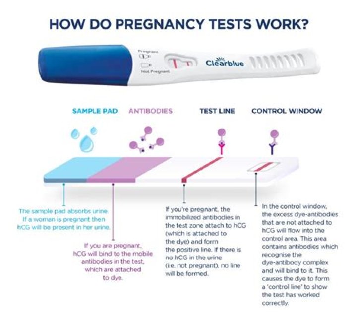 How Do Pregnancy Tests Work Images and Photos finder