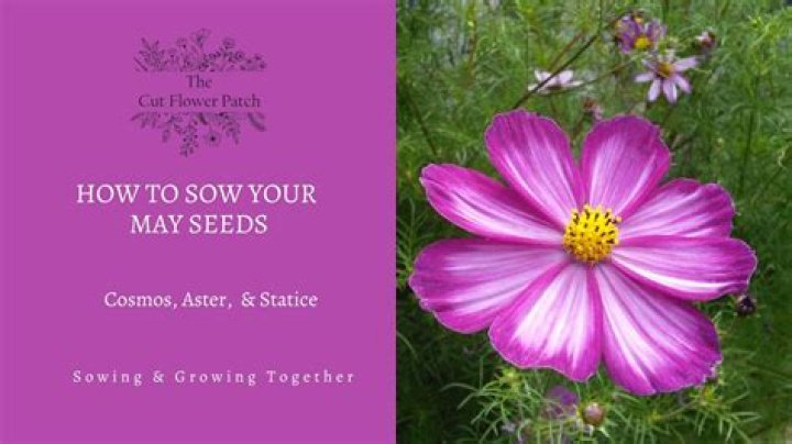 How to sow your May cut flower seeds cosmos, aster and statice YouTube