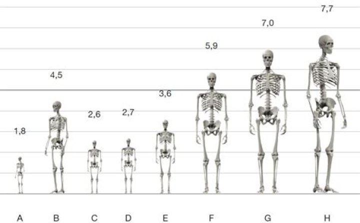 Human Height stuff by Rasiris on DeviantArt
