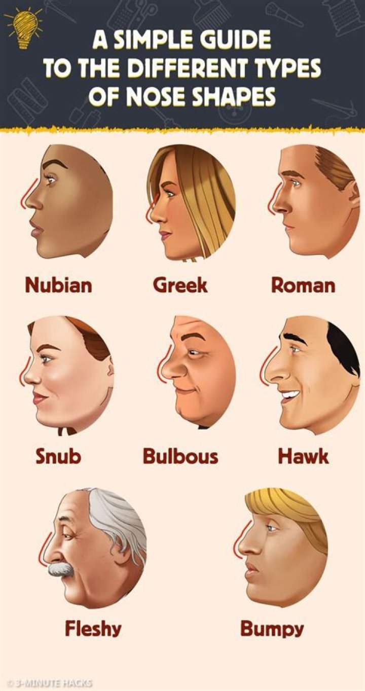 Image result for nose shapes Lip shapes, Shape chart, Nose shapes