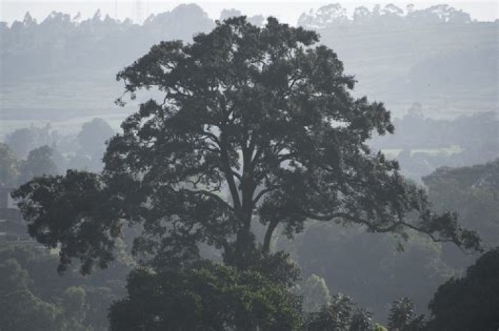 Muna tree, Aningeria adolfifriederici Global Trees