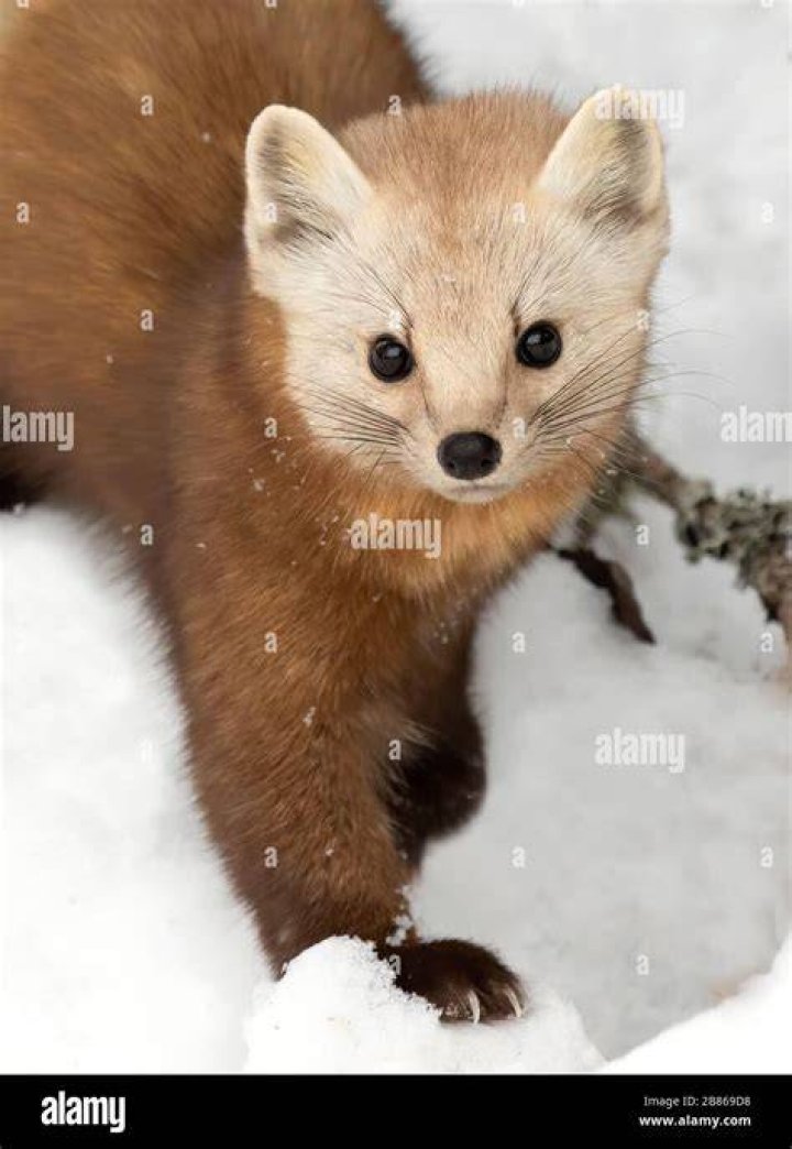 Pine Marten in Algonquin Park ON Canada r/aww