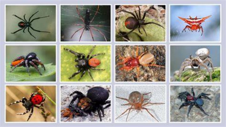 Spiders' Secret: Unveiling The Truth About Their Fall Tolerance