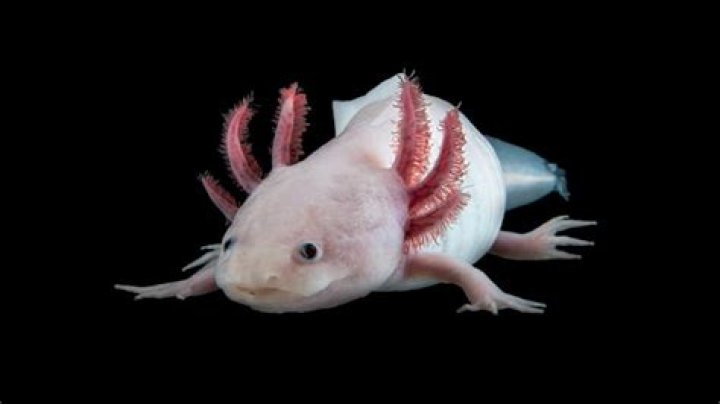 The largest genome ever Decoding the Axolotl HITS gGmbH