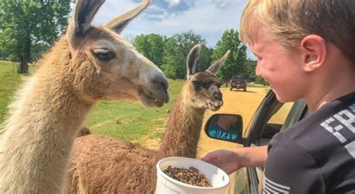 We feed the animals at Daisy Chain Project ‧ Taylor Wimpey
